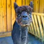 Ferienhaeuser Saalemaxx 別荘