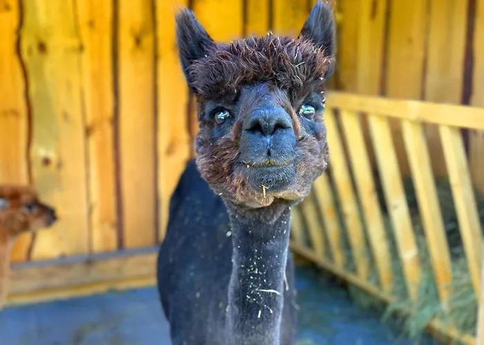 Ferienhaeuser Saalemaxx Vakantiehuis