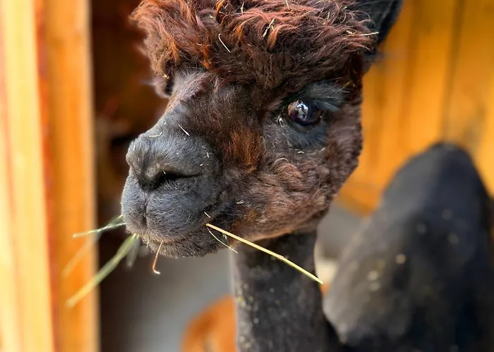 Casa vacanze Ferienhaeuser Saalemaxx *